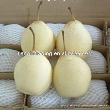 Hebei Ya Pear